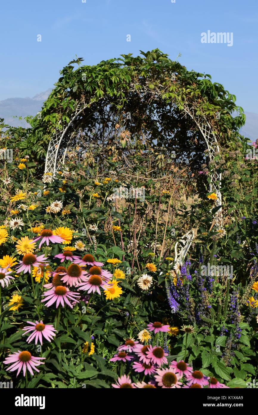white arch with flowers growing around it and vines growing on it Stock Photo