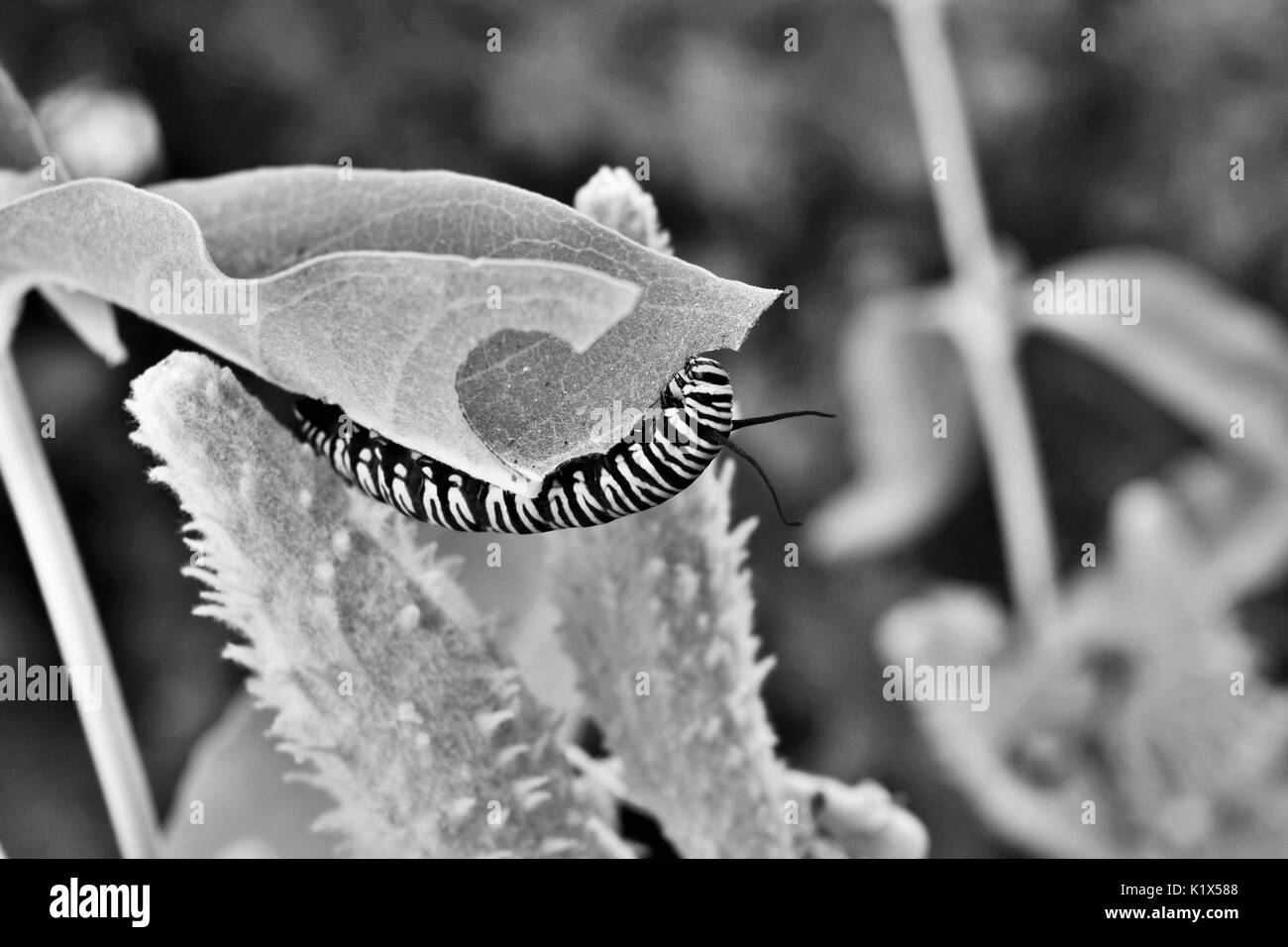 Close Up of Monarch Caterpillar Eating Milkweed in black and white Stock Photo