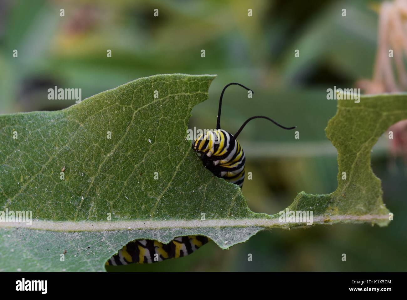 Close Up of Monarch Caterpillar Eating Milkweed Stock Photo