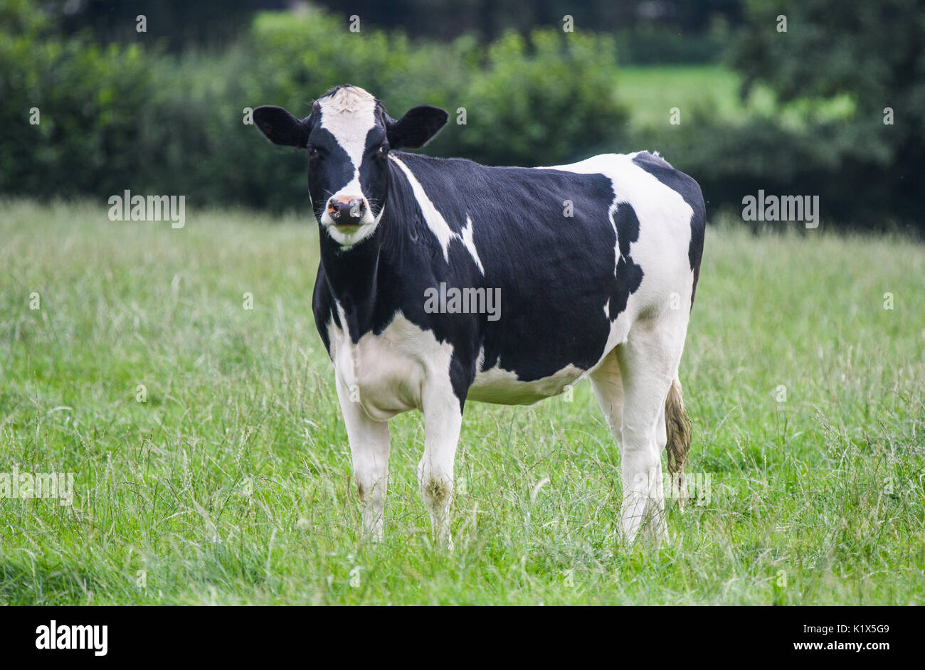 A close up of a black and white dairy cow in a field Stock Photo - Alamy