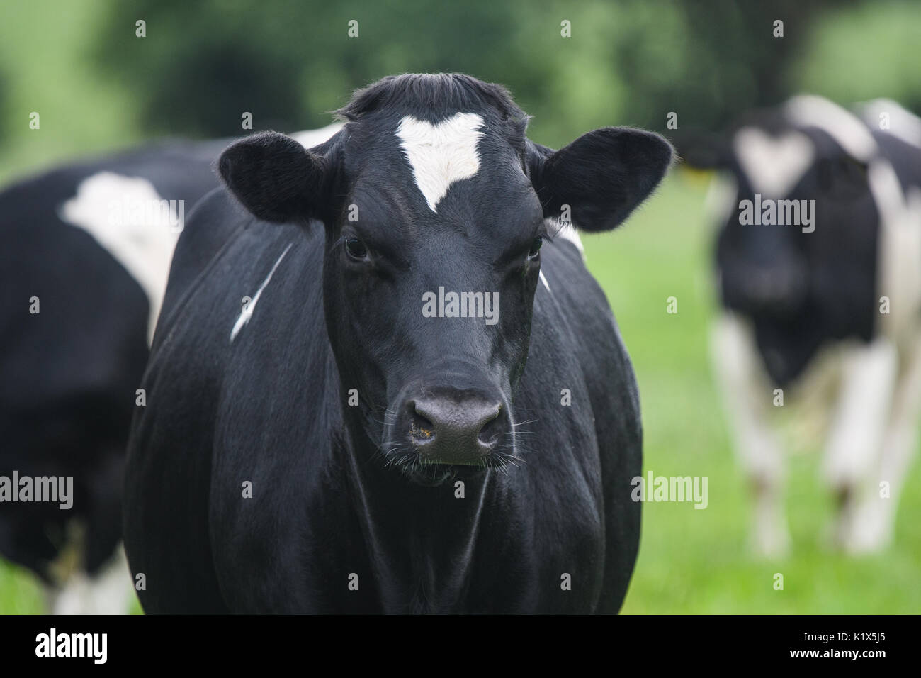 A close up of a black and white dairy cow in a field Stock Photo - Alamy