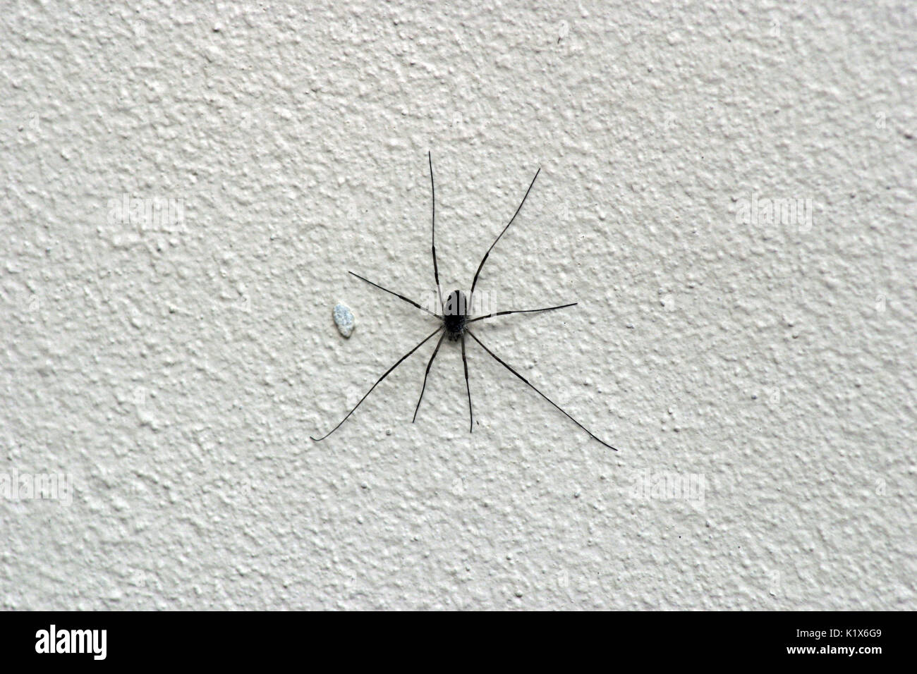 HARVESTMAN or DADDY-LONG-LEGS Order Opiliones Stock Photo - Alamy