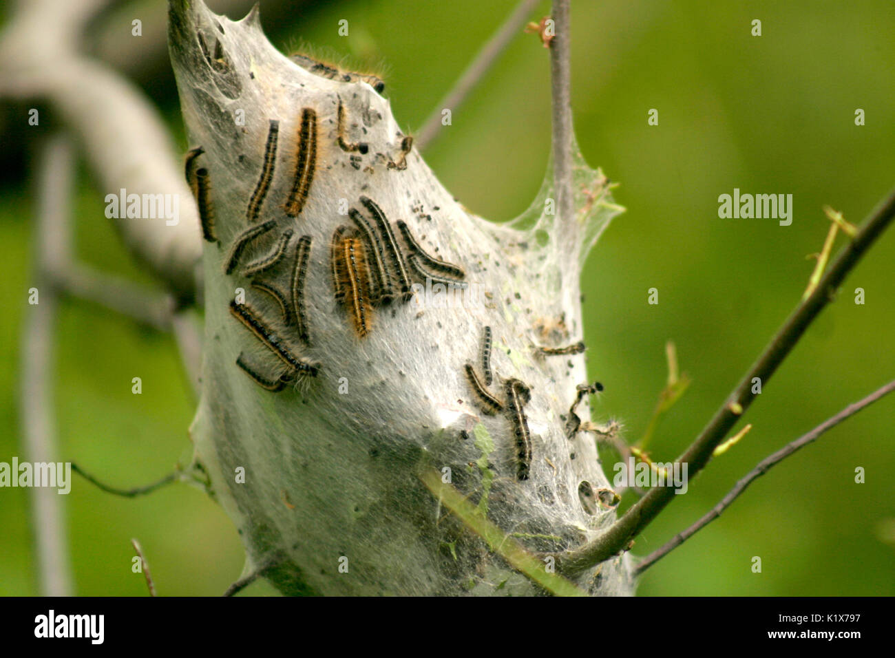 Tent caterpillars on webbed nest Stock Photo Alamy