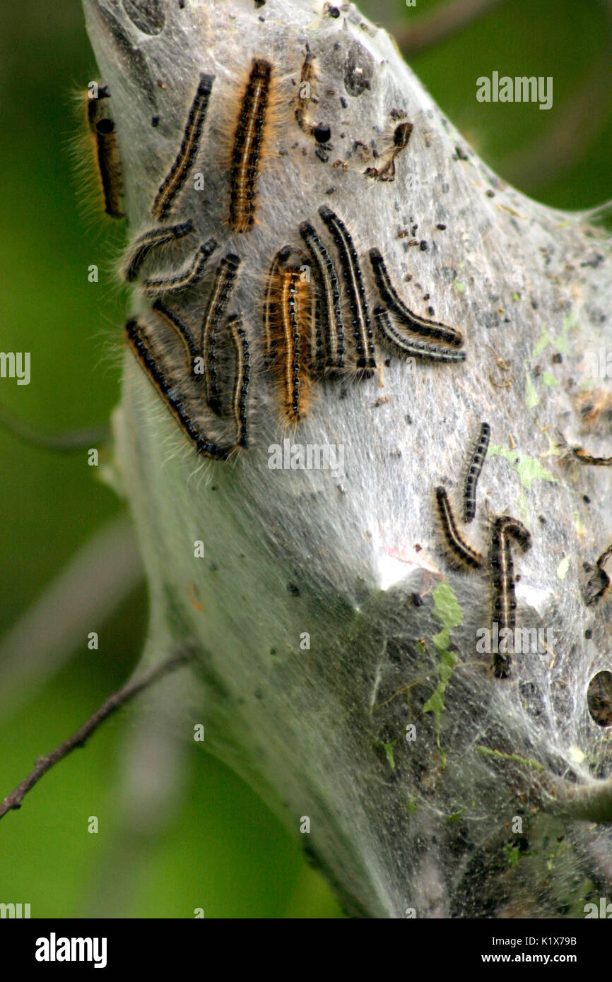 Caterpillars on their nest hires stock photography and images Alamy