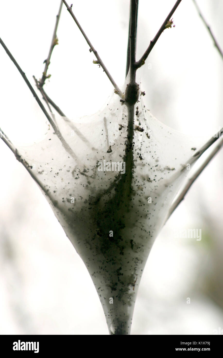 Caterpillars in their web hi-res stock photography and images - Alamy