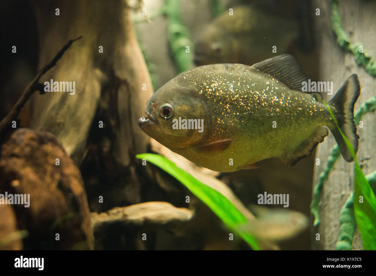close up on piranha fish Stock Photo