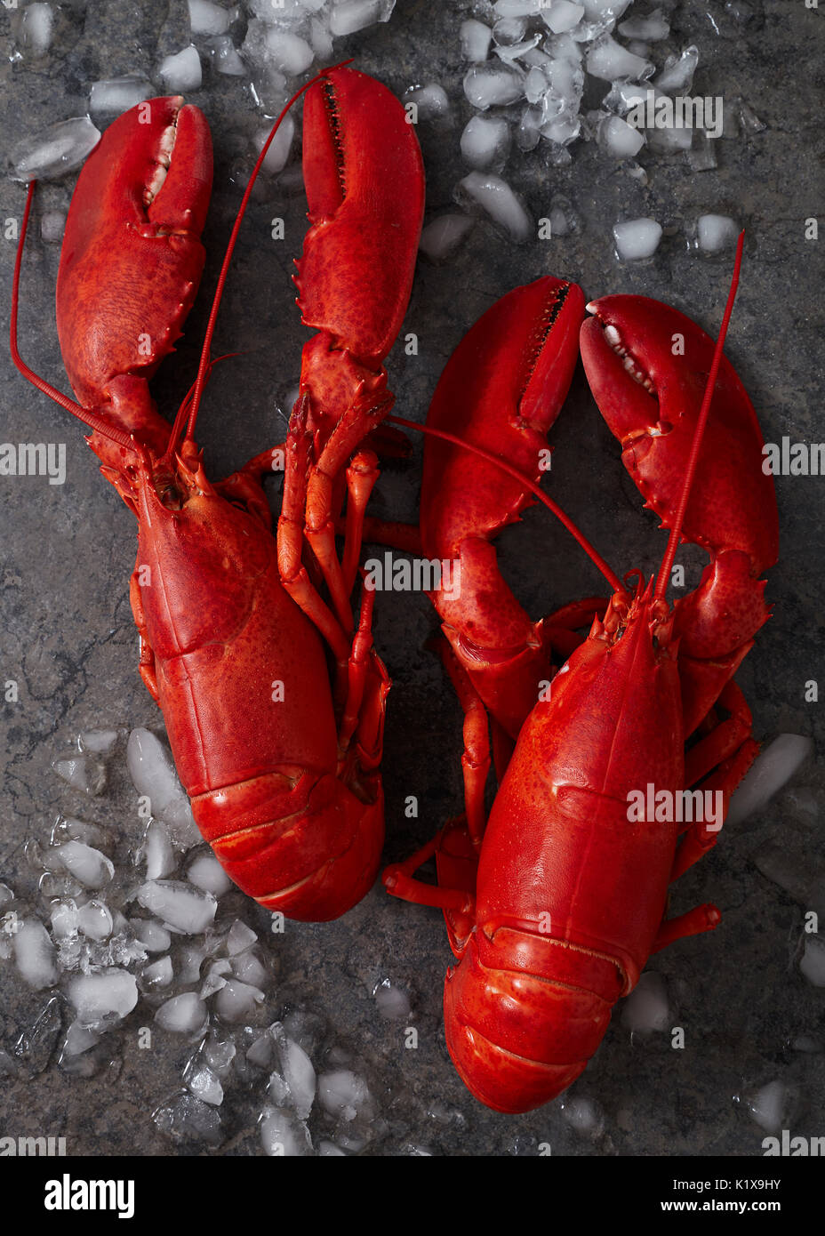 Two red lobsters facing upwards on a mottled gray surface scattered with crushed ice Stock Photo