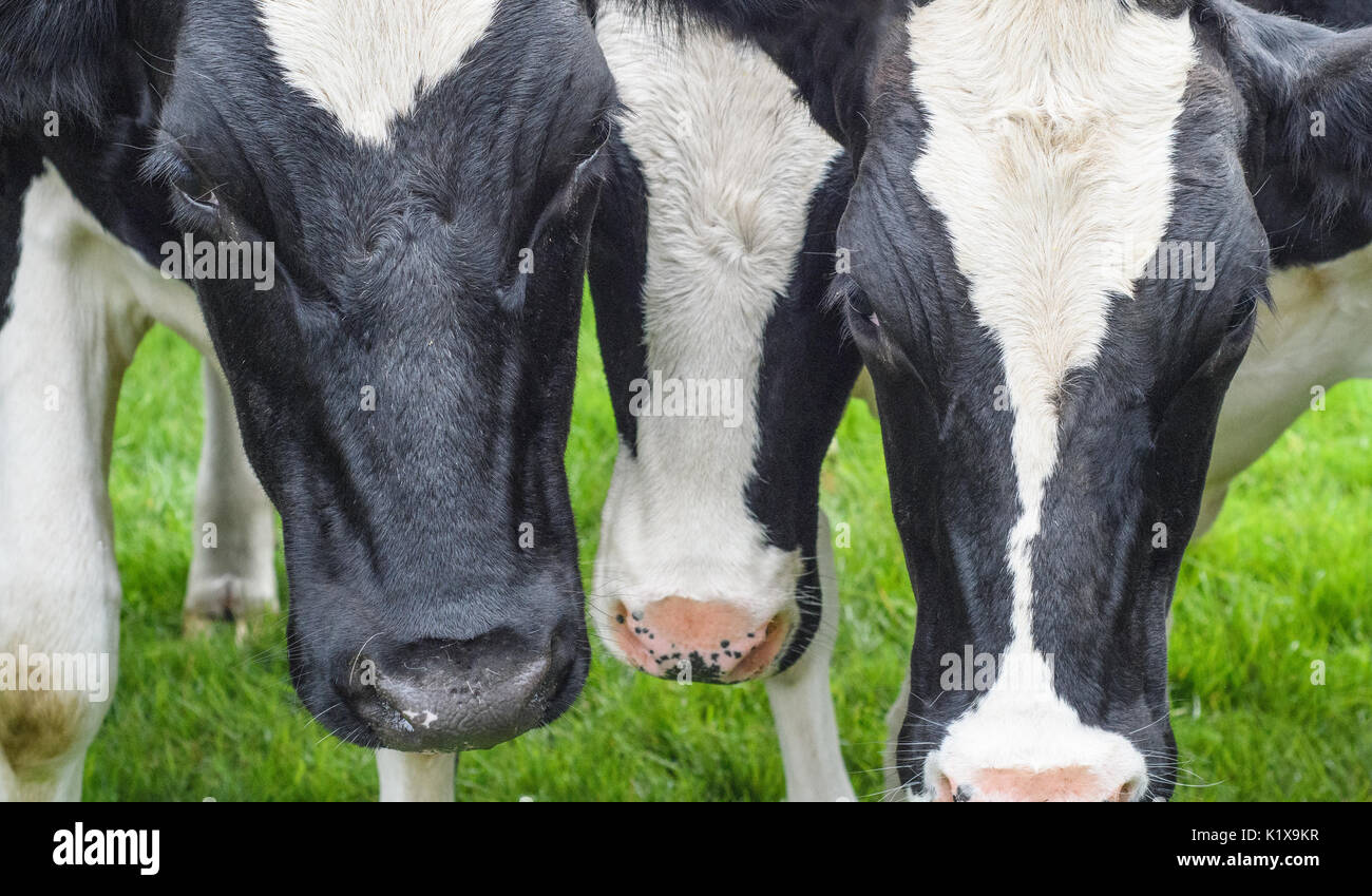 Friesian cows black and white hi-res stock photography and images - Alamy