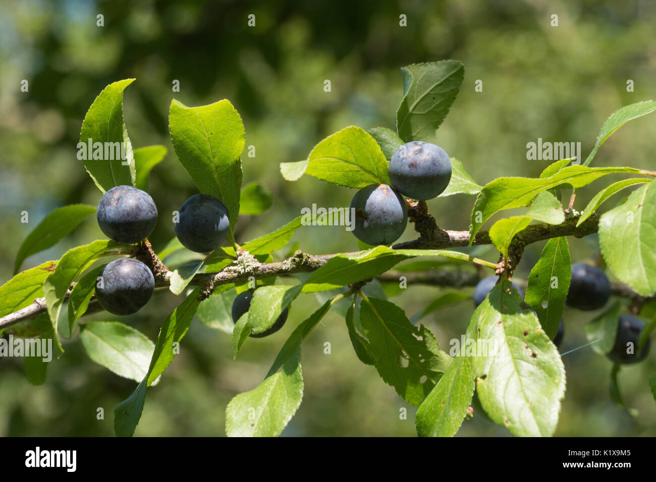 Close-up of ripe sloe (blackthorn) berries in late summer on blackthorn tree in Hampshire, UK Stock Photo