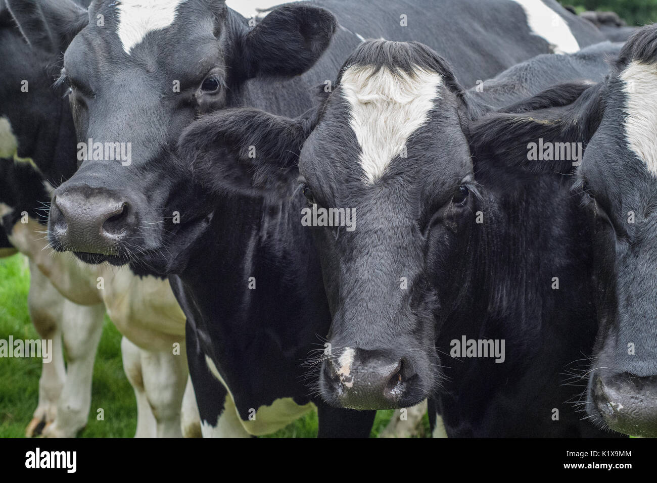 Friesian cows black and white hi-res stock photography and images - Alamy