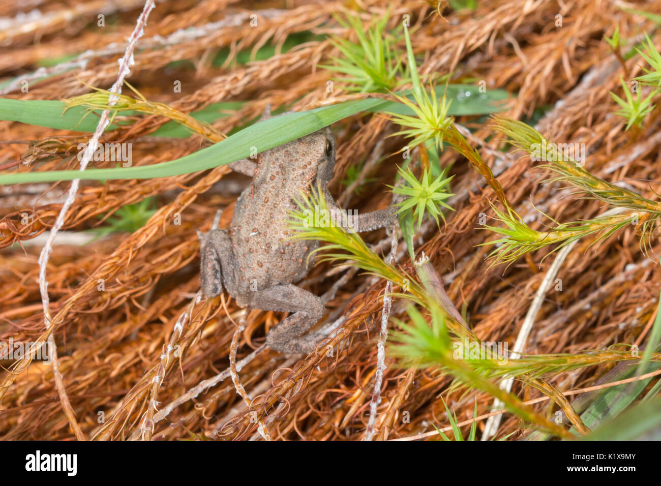 Common toad (Bufo bufo) - a young toadlet among damp mosses at Lavington Common in West Sussex, UK Stock Photo