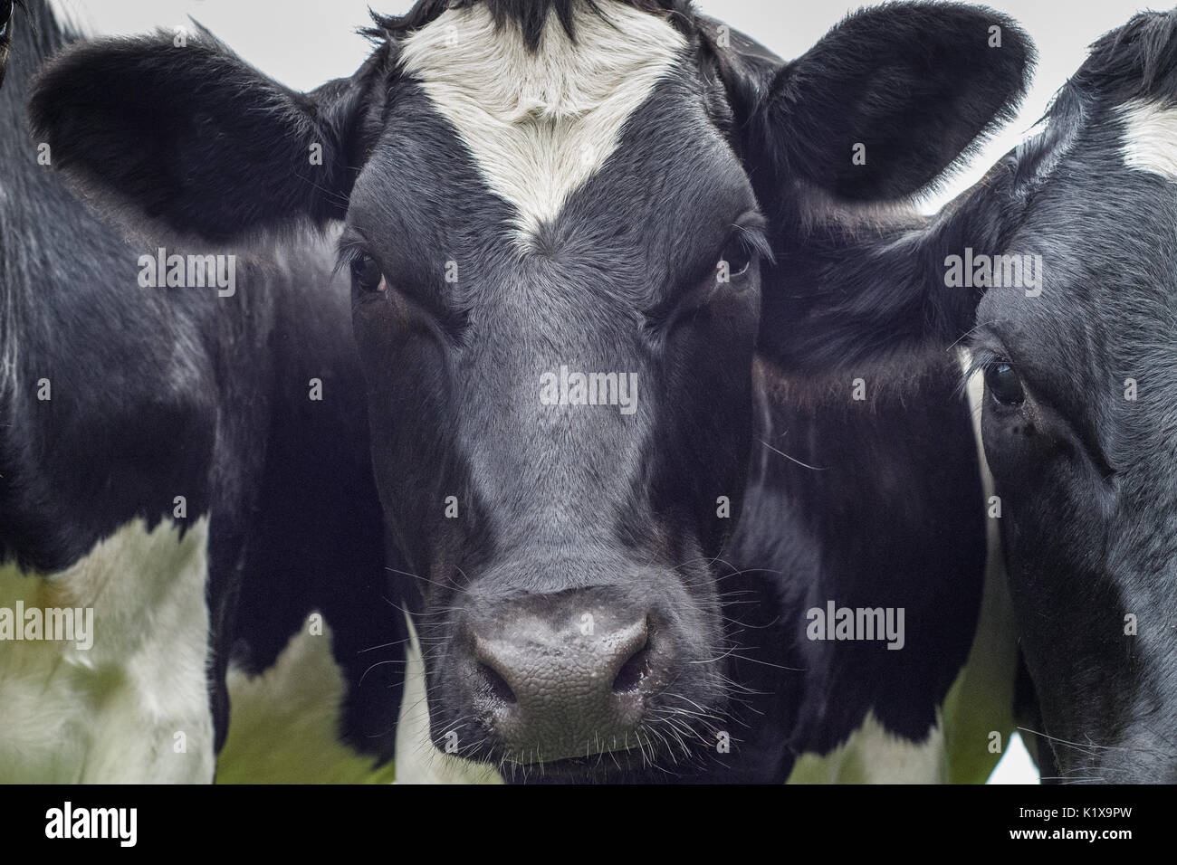 A close up of a black and white dairy cow in a field Stock Photo - Alamy