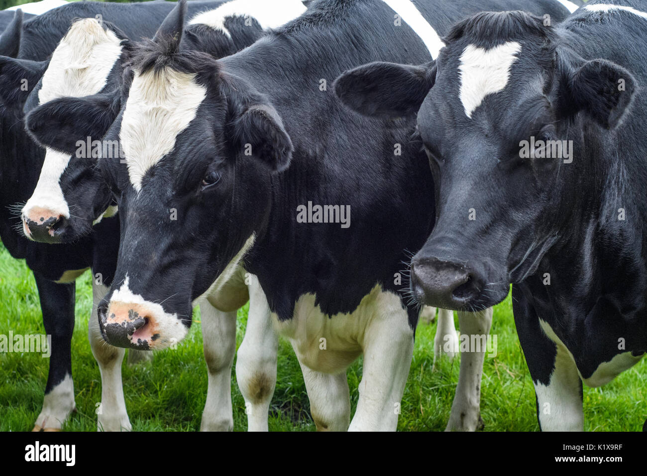 Group Black White Dairy Cows High Resolution Stock Photography and