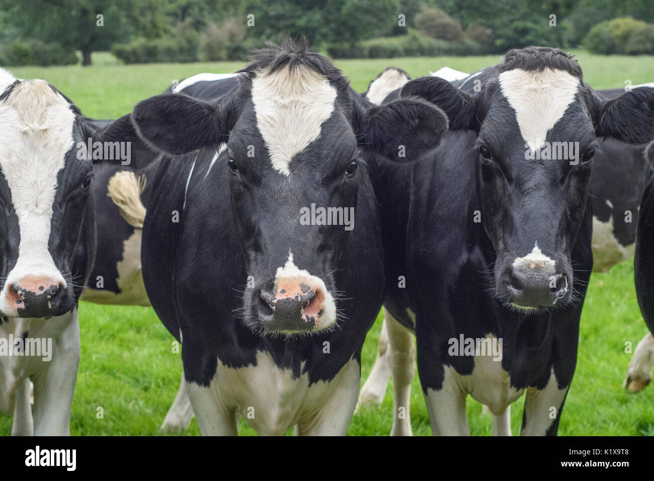 A close up of black and white dairy cows in a field Stock Photo - Alamy