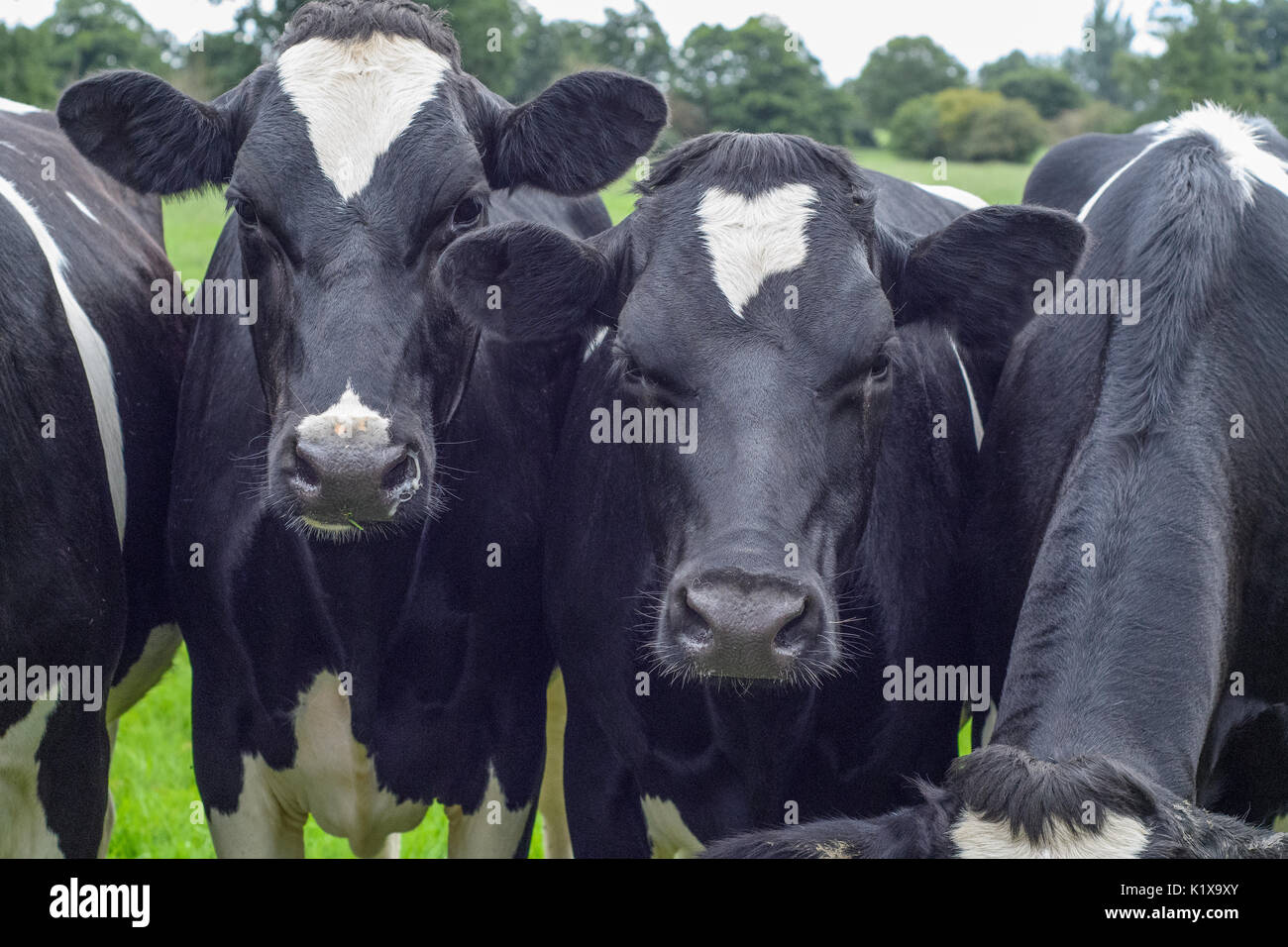 Friesian Cows Black And White High Resolution Stock Photography and ...