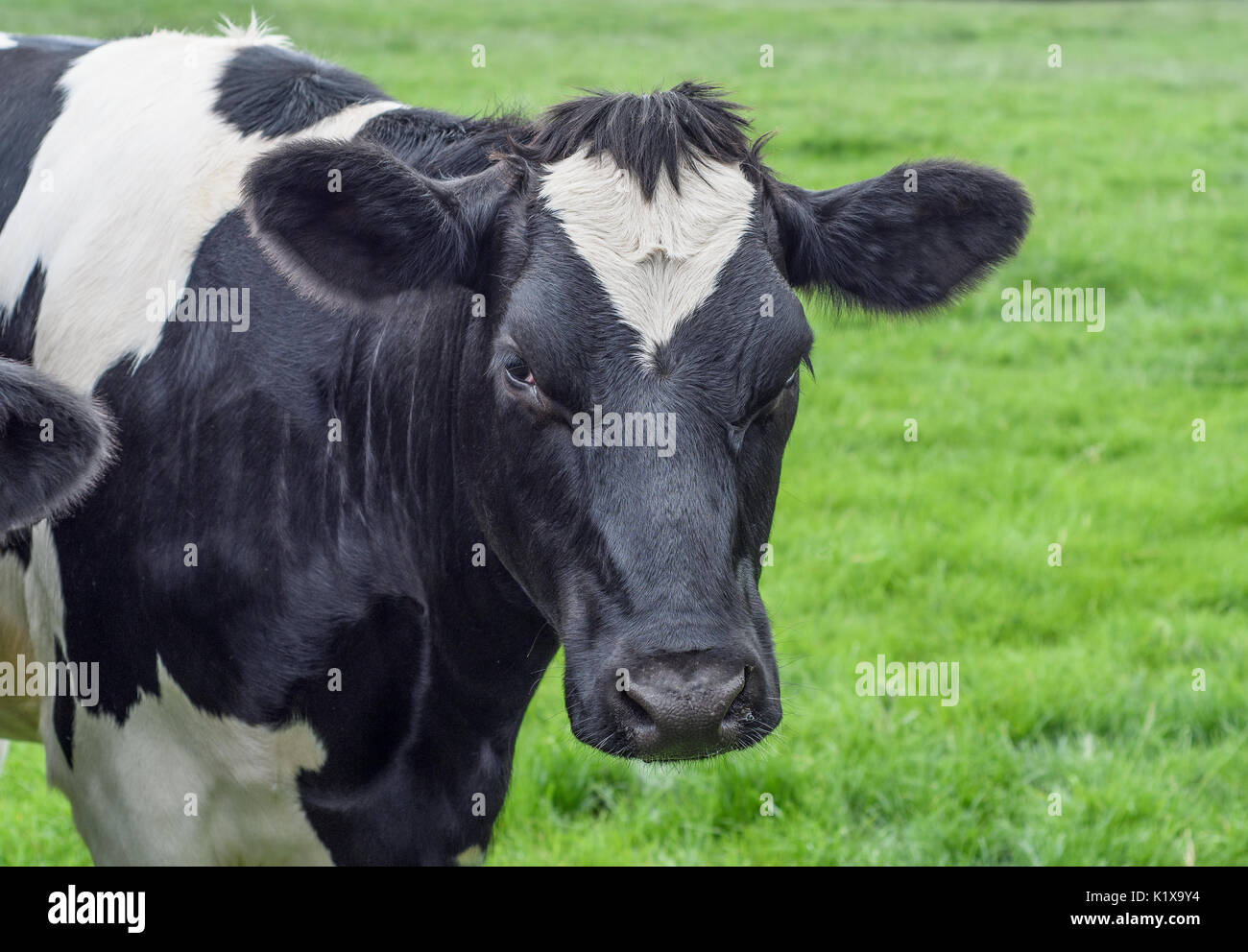 A close up of a black and white dairy cow in a field Stock Photo - Alamy