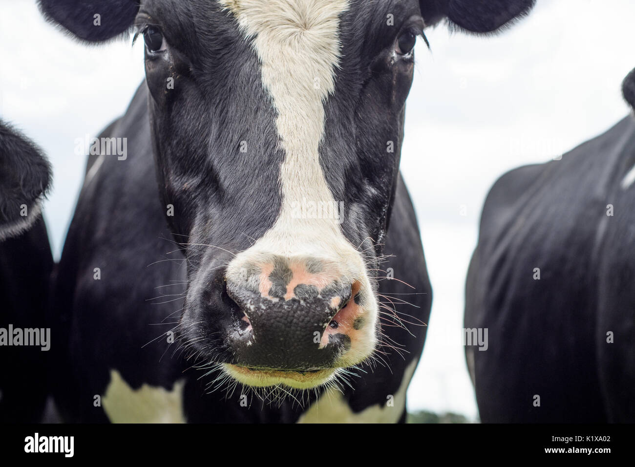 A close up of a black and white dairy cow in a field Stock Photo - Alamy