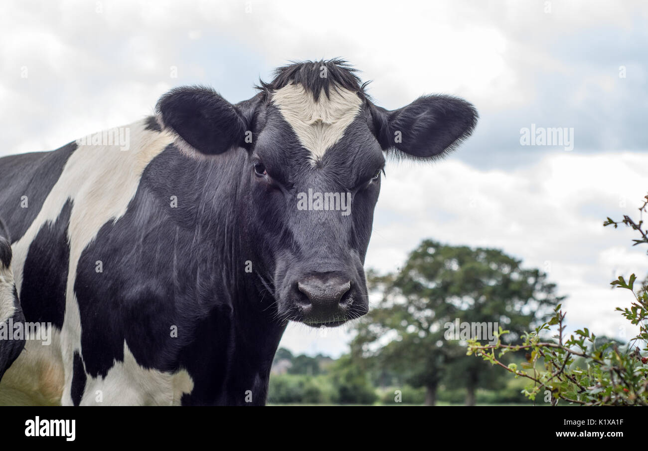 Friesian cow black and white hi-res stock photography and images - Alamy