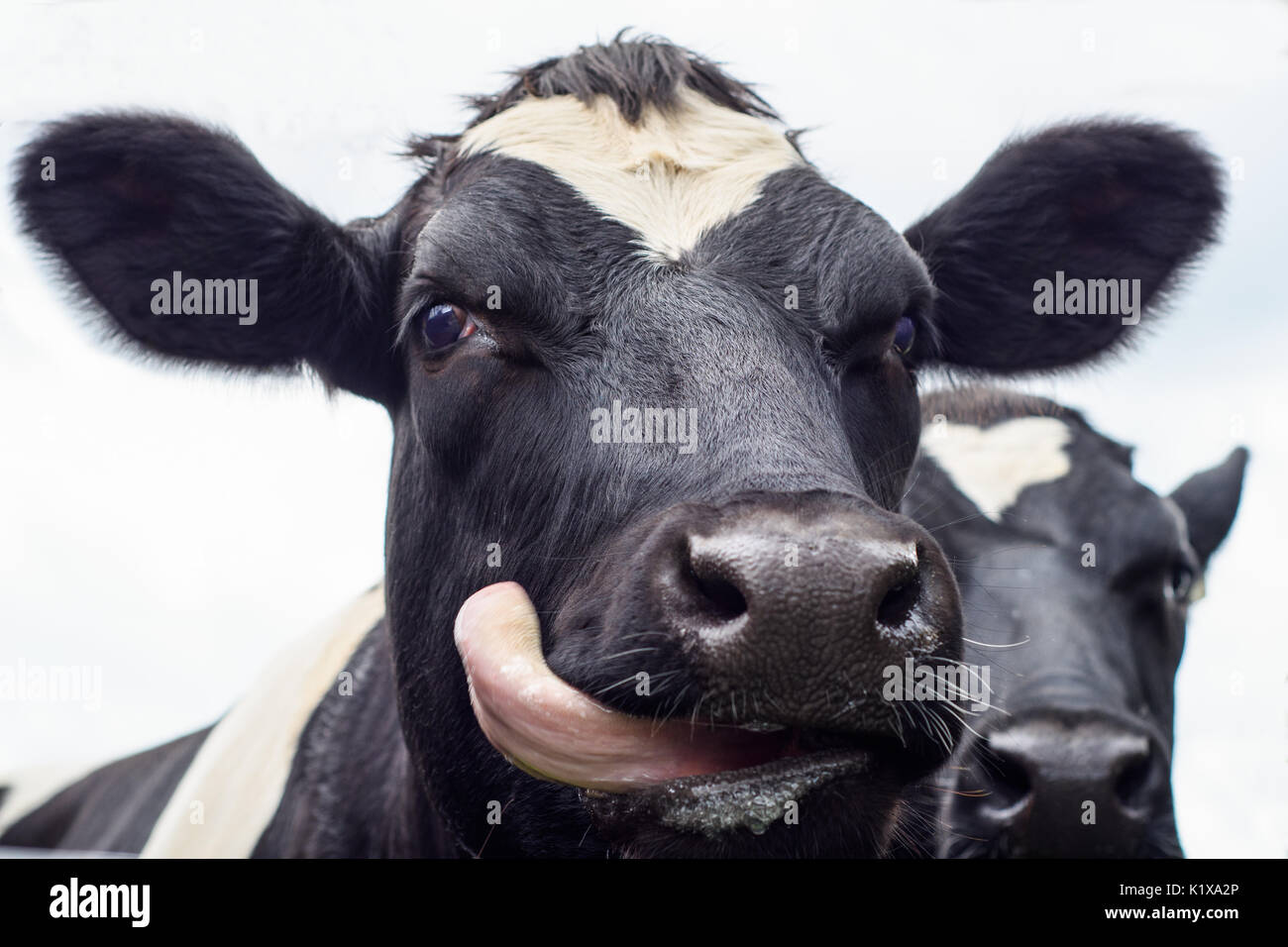 A close up of a black and white dairy cow sticking its tongue out Stock Photo: 156086638 - Alamy