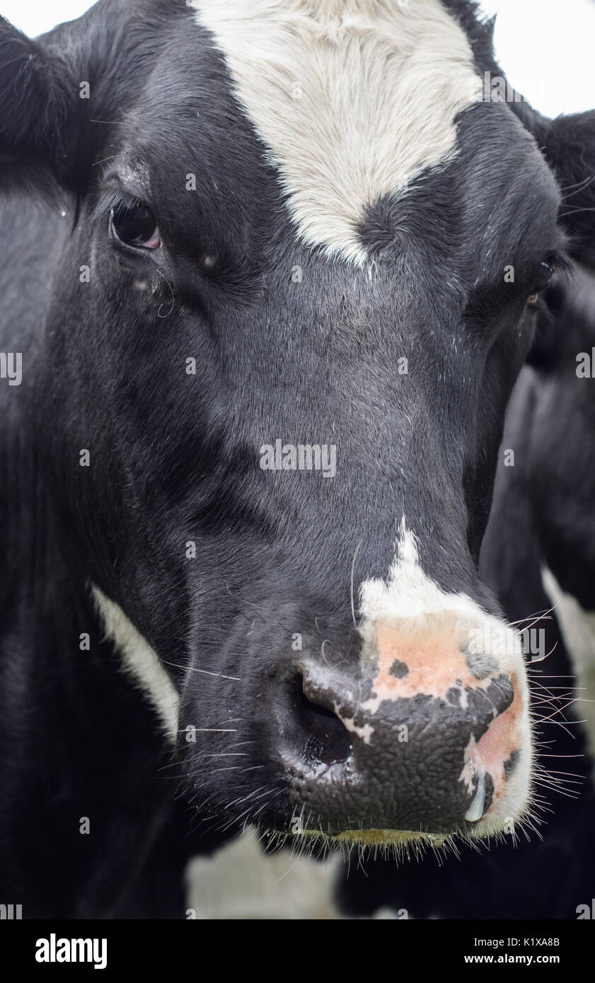A close up of a black and white dairy cow in a field Stock Photo - Alamy