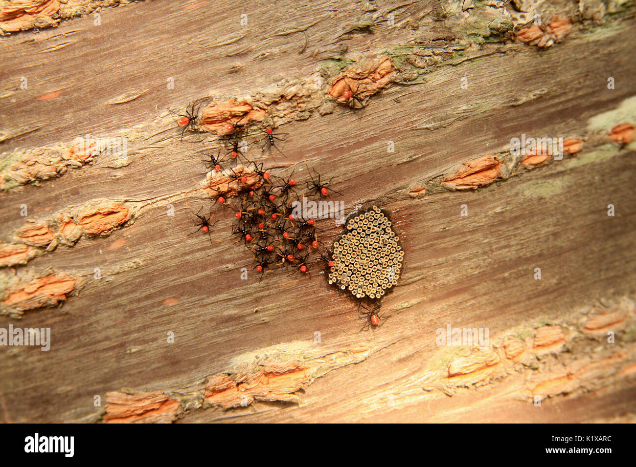 Wheel bug nymphs and eggs on a tree trunk in Virginia, USA Stock Photo