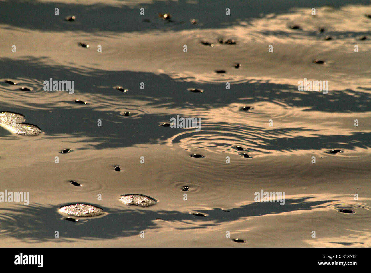 Water bugs on water's surface Stock Photo Alamy