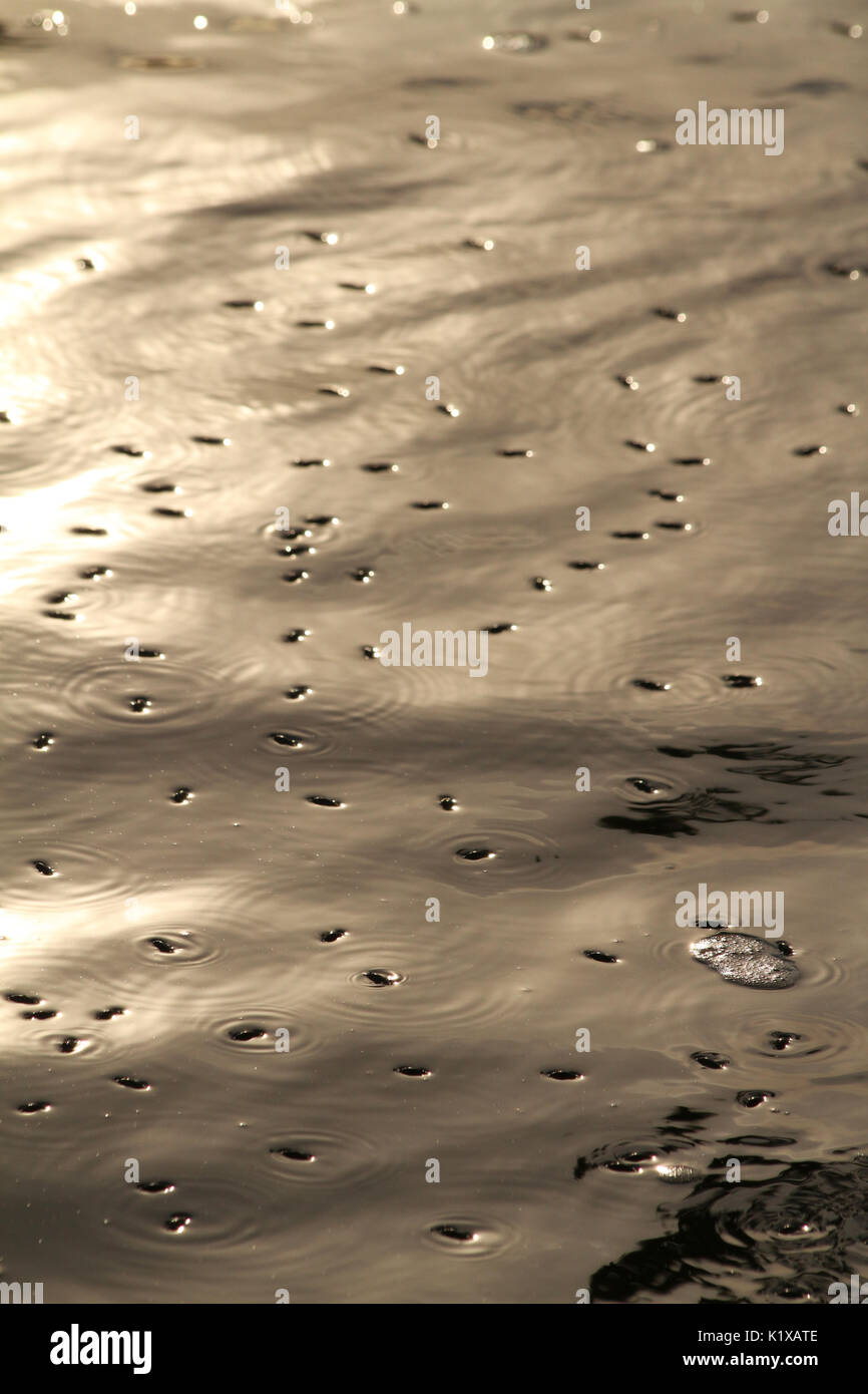 Water bugs on water's surface Stock Photo Alamy