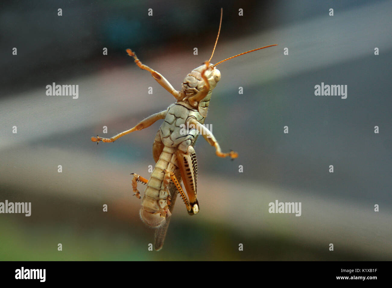 parts hires stock photography and images Alamy