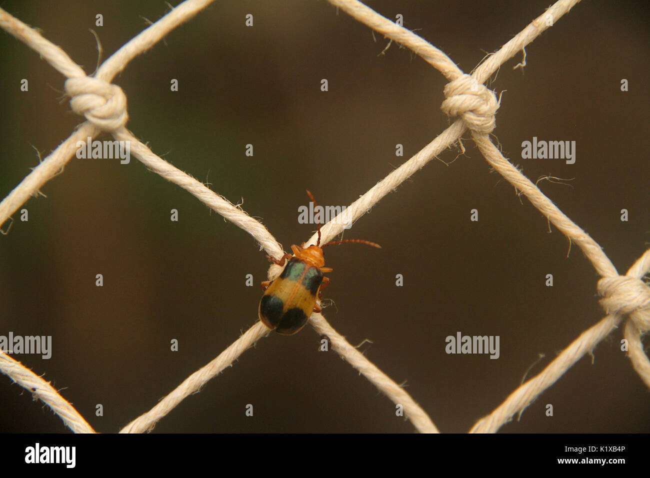 Small brown beetle on fence Stock Photo