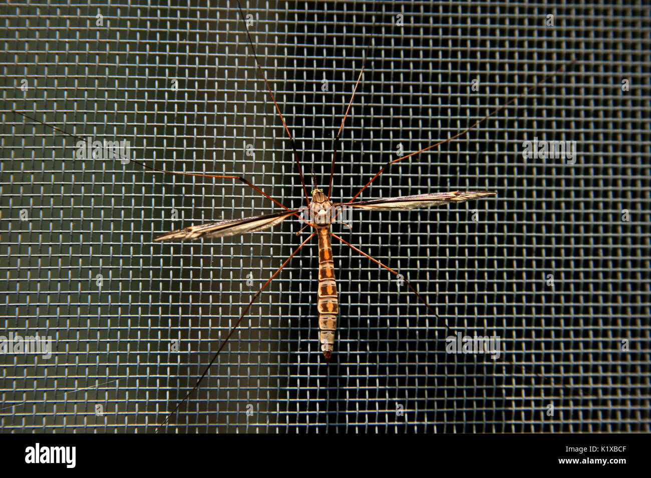 Crane fly on window screen Stock Photo