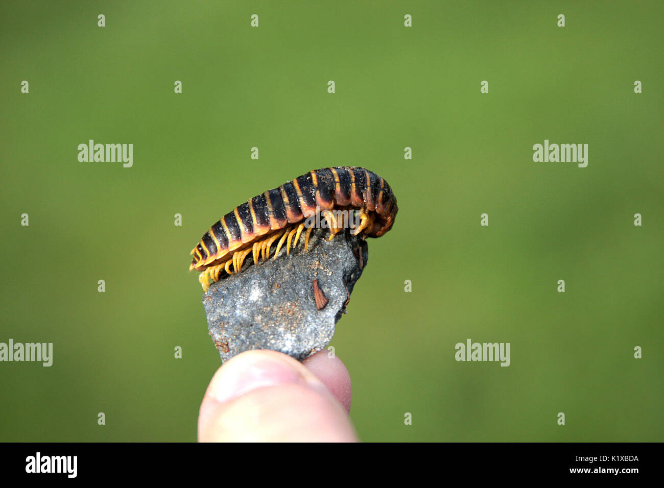Flat backed millipede on small rock Stock Photo