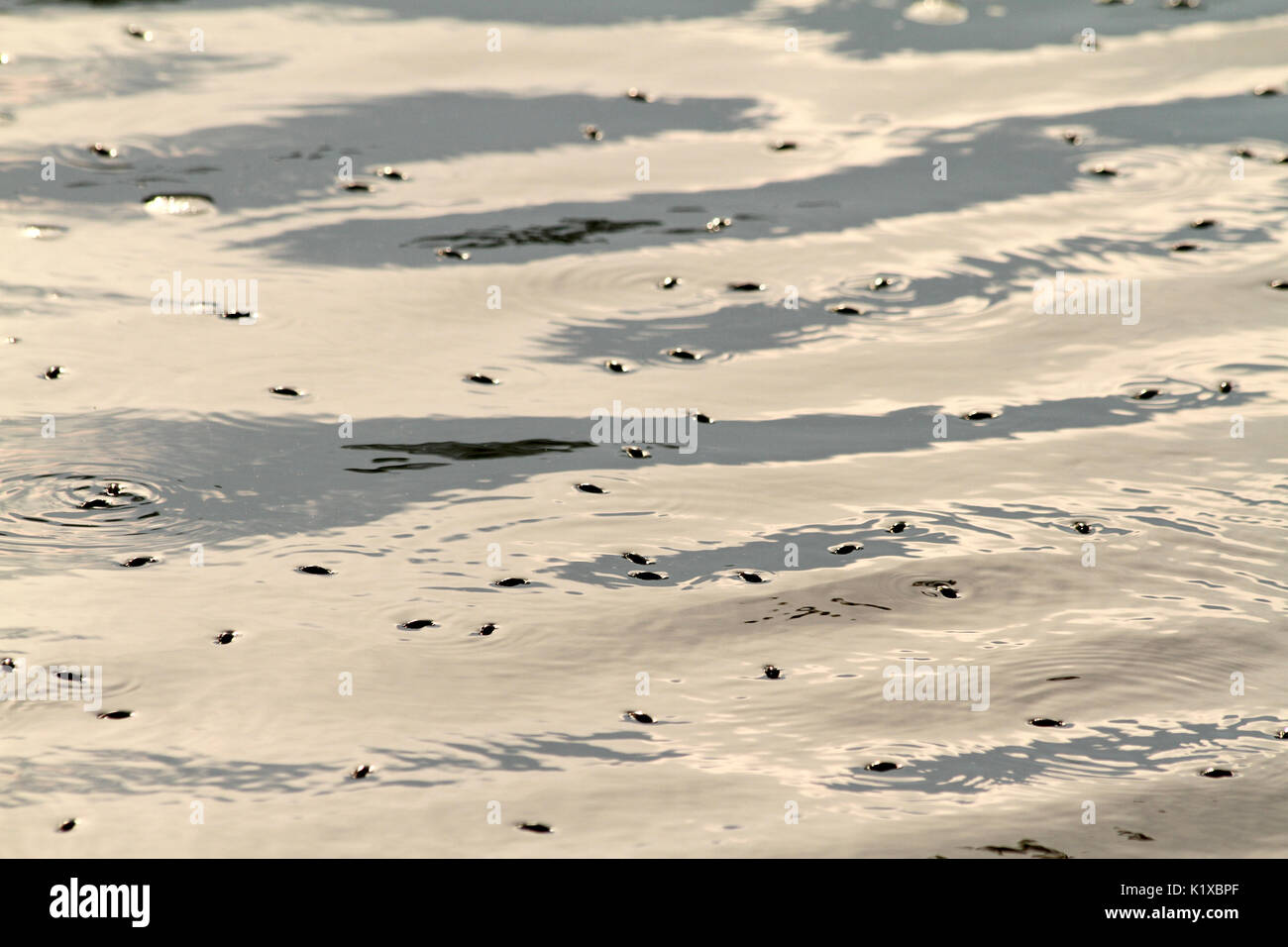 Water bugs on water's surface Stock Photo Alamy