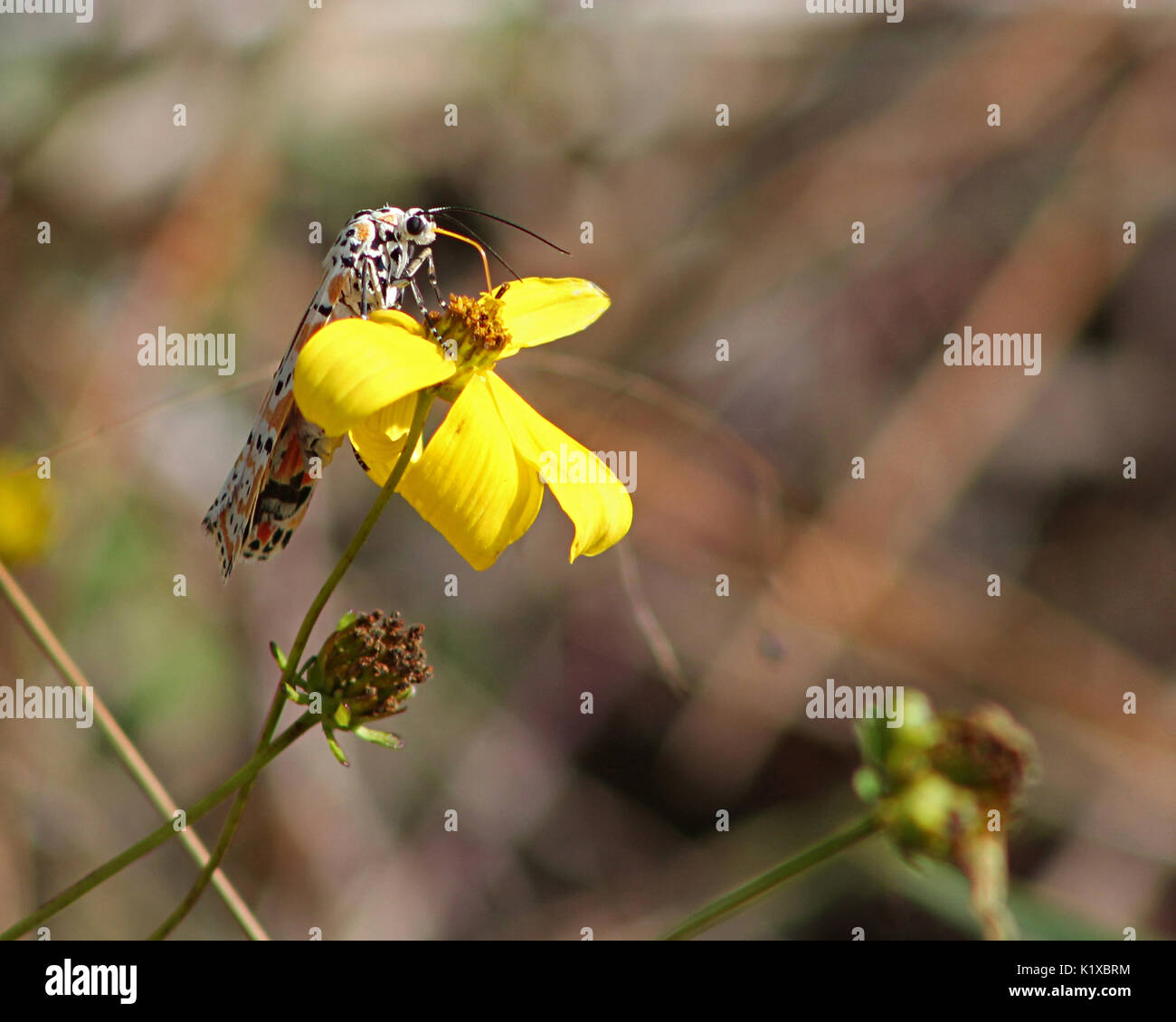Bella Moth pollinating Coreopsis wildflower, mid-day sun, Ocala ...