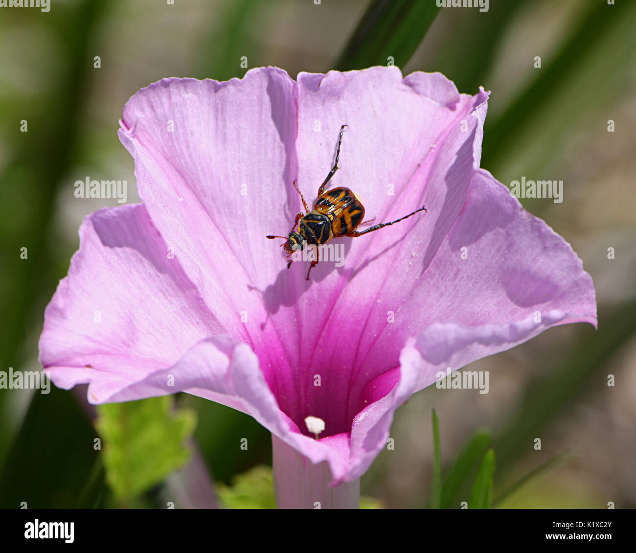 Beetle walking across pink Morning Glory flower, Old Brick Road, Florida Scenic Highway, Flagler County, Florida Stock Photo