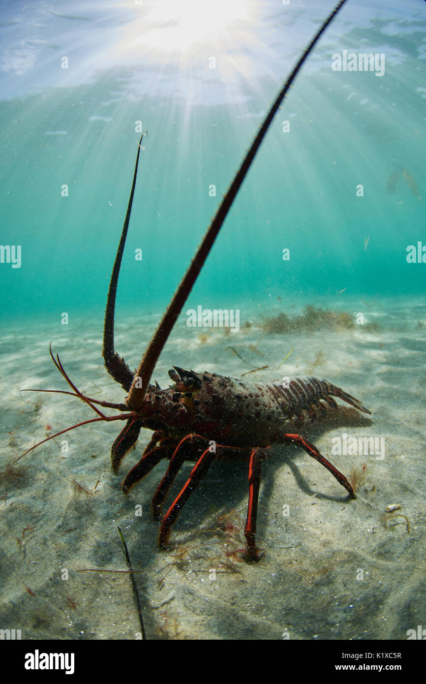 Spiny Lobster La Jolla Stock Photo Alamy