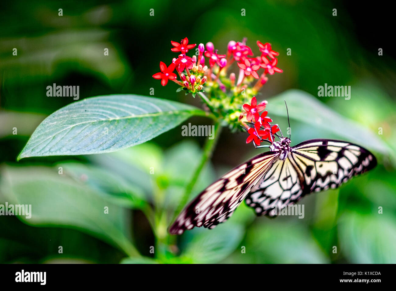 Butterfly garden at the Natural History Museum in London Stock Photo Alamy