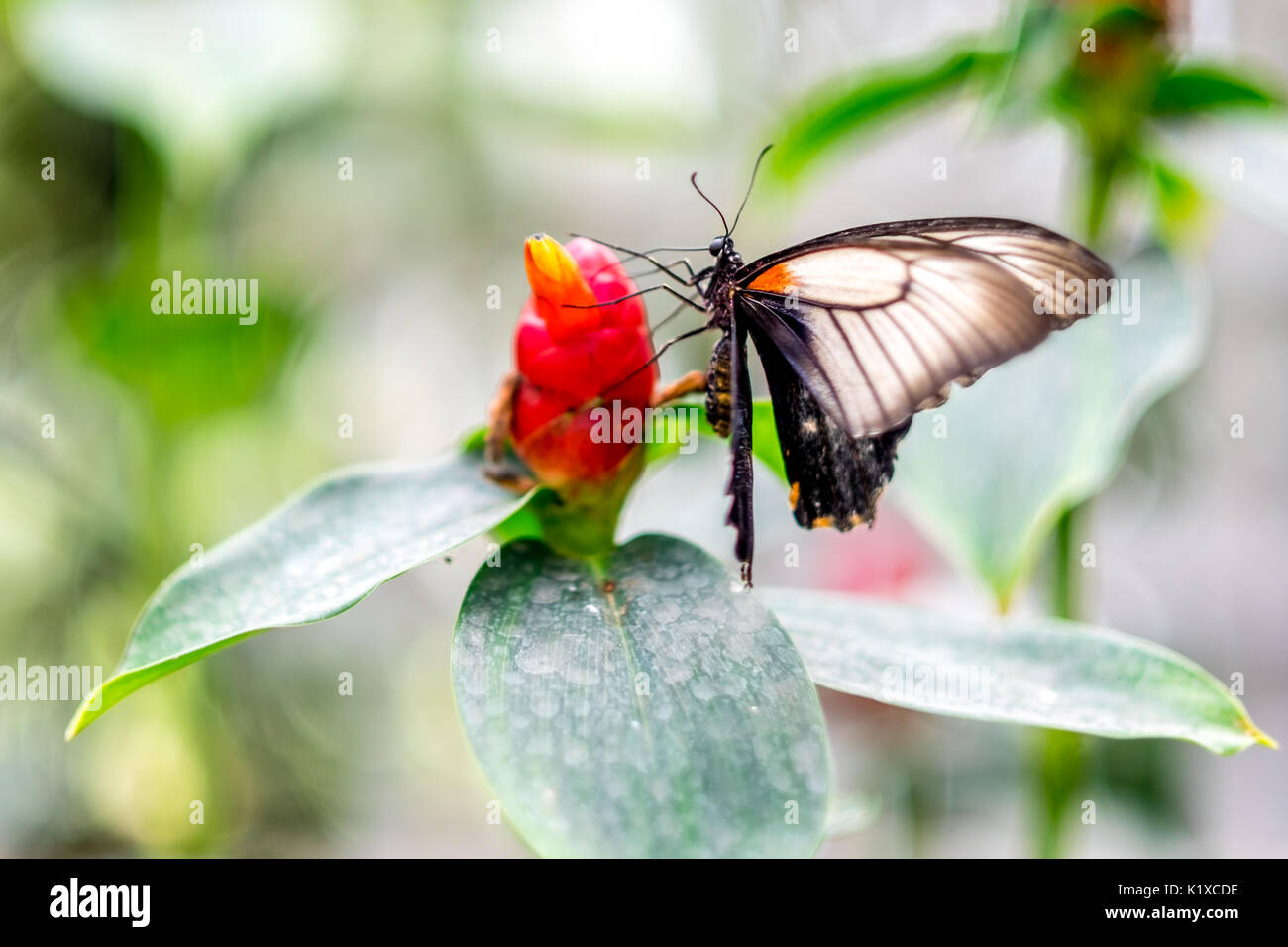 Butterfly garden at the Natural History Museum in London Stock Photo Alamy