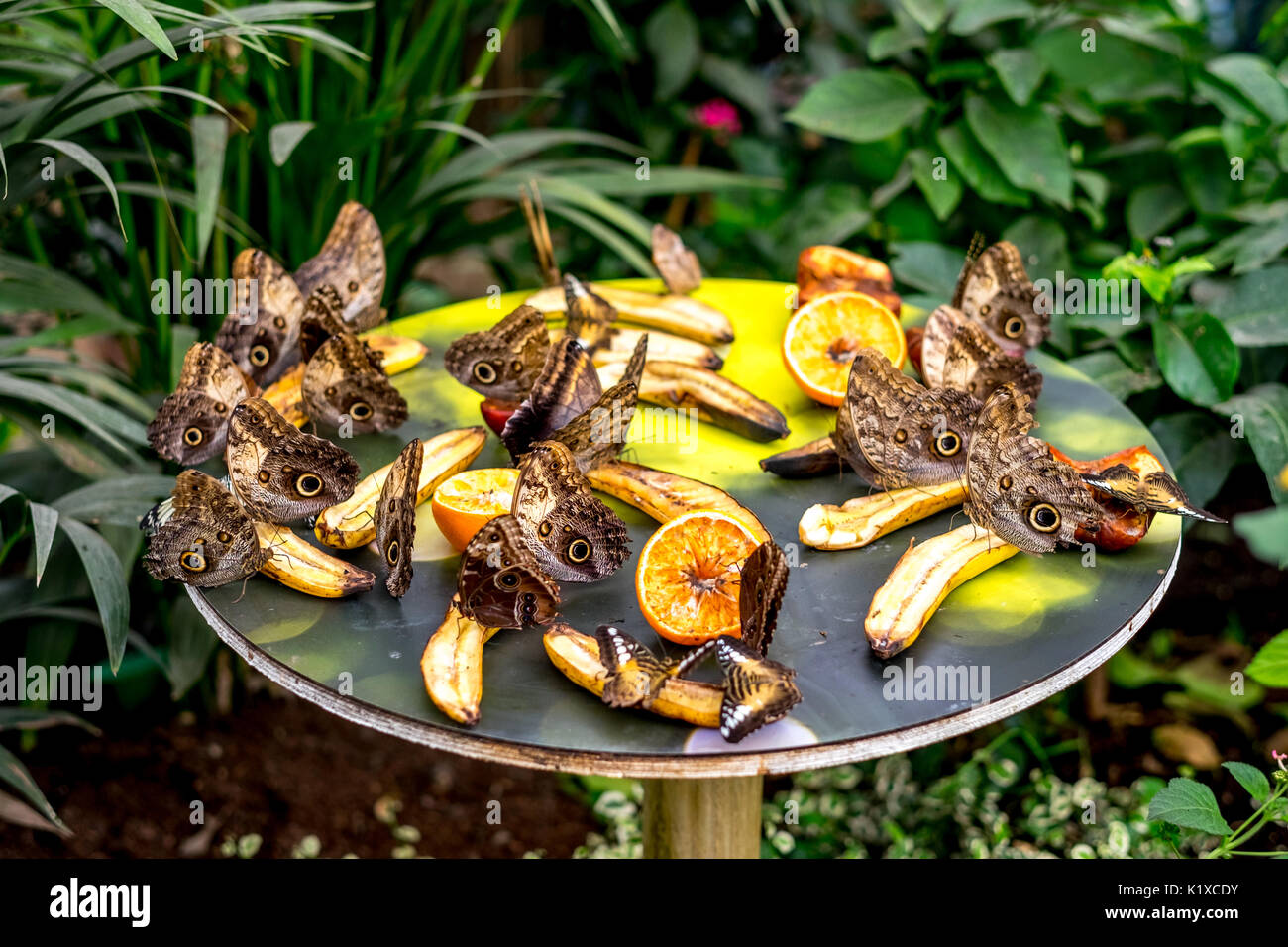 Butterfly garden at the Natural History Museum in London Stock Photo Alamy