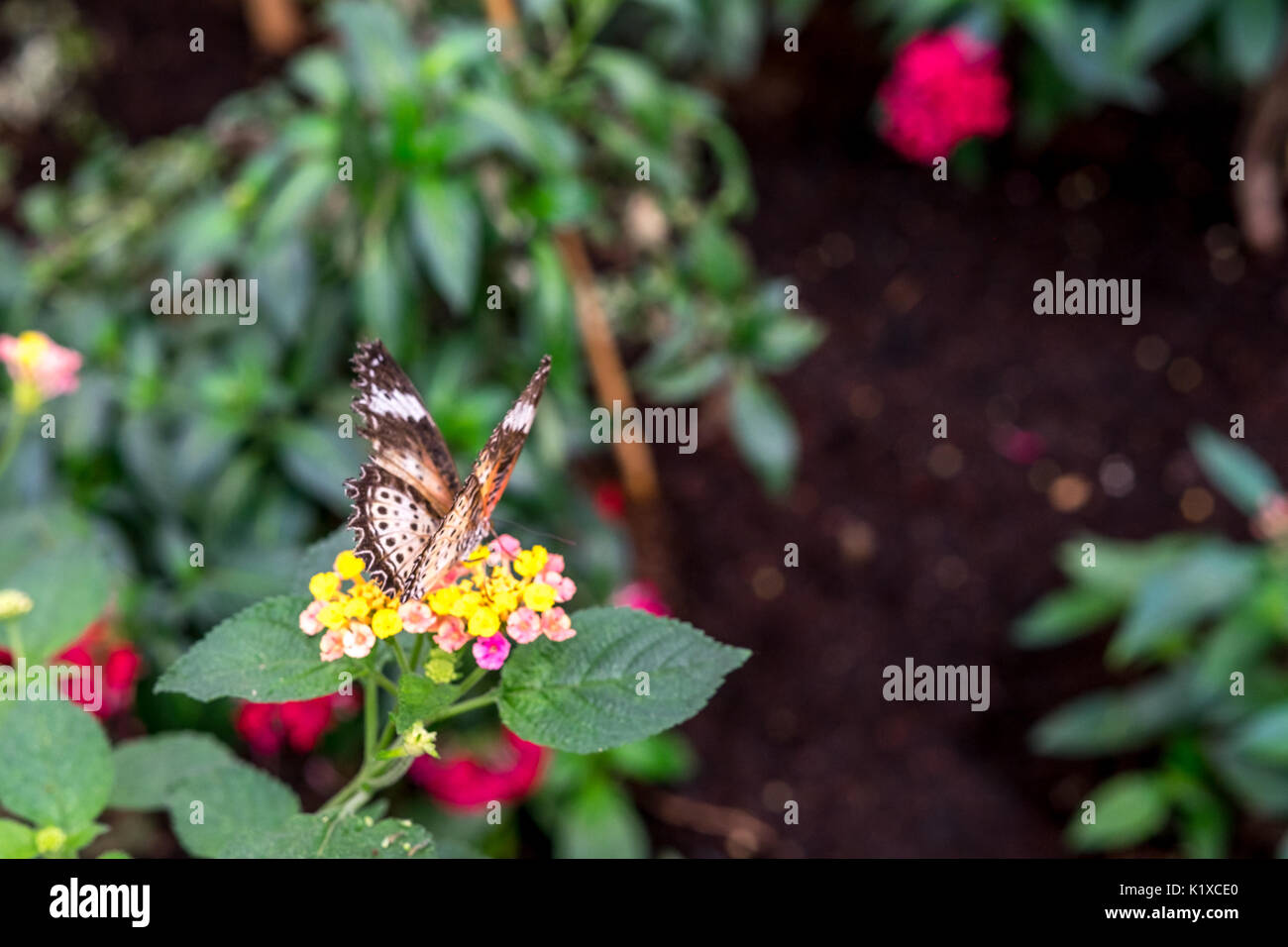 Butterfly museum hires stock photography and images Alamy