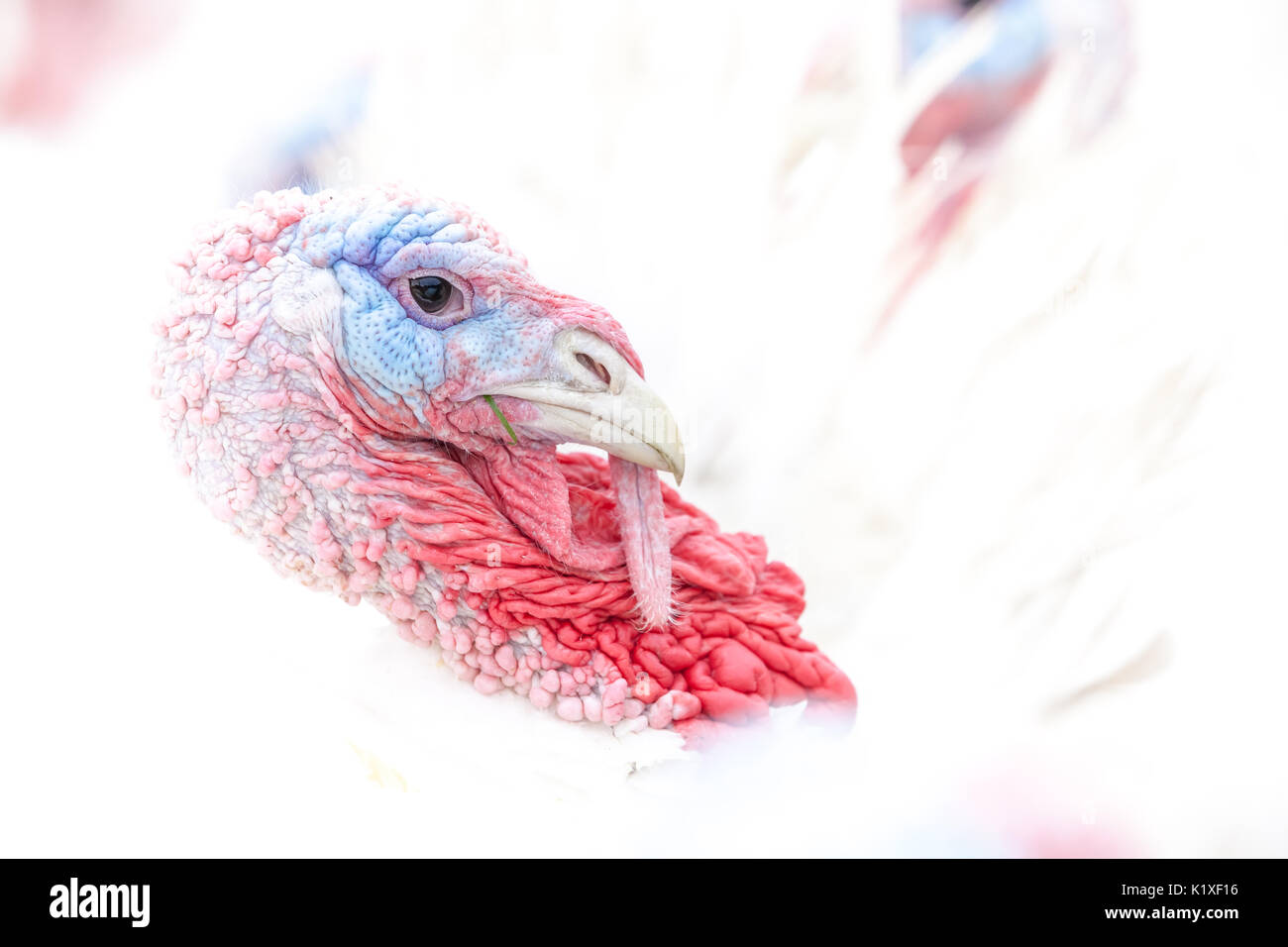In close up, this turkey looks the beautiful colors on its head Stock Photo
