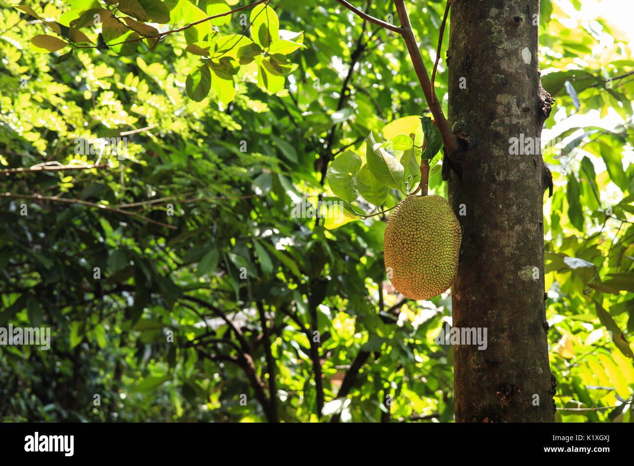 A jackfruit tree in Matale, Sri Lanka Stock Photo