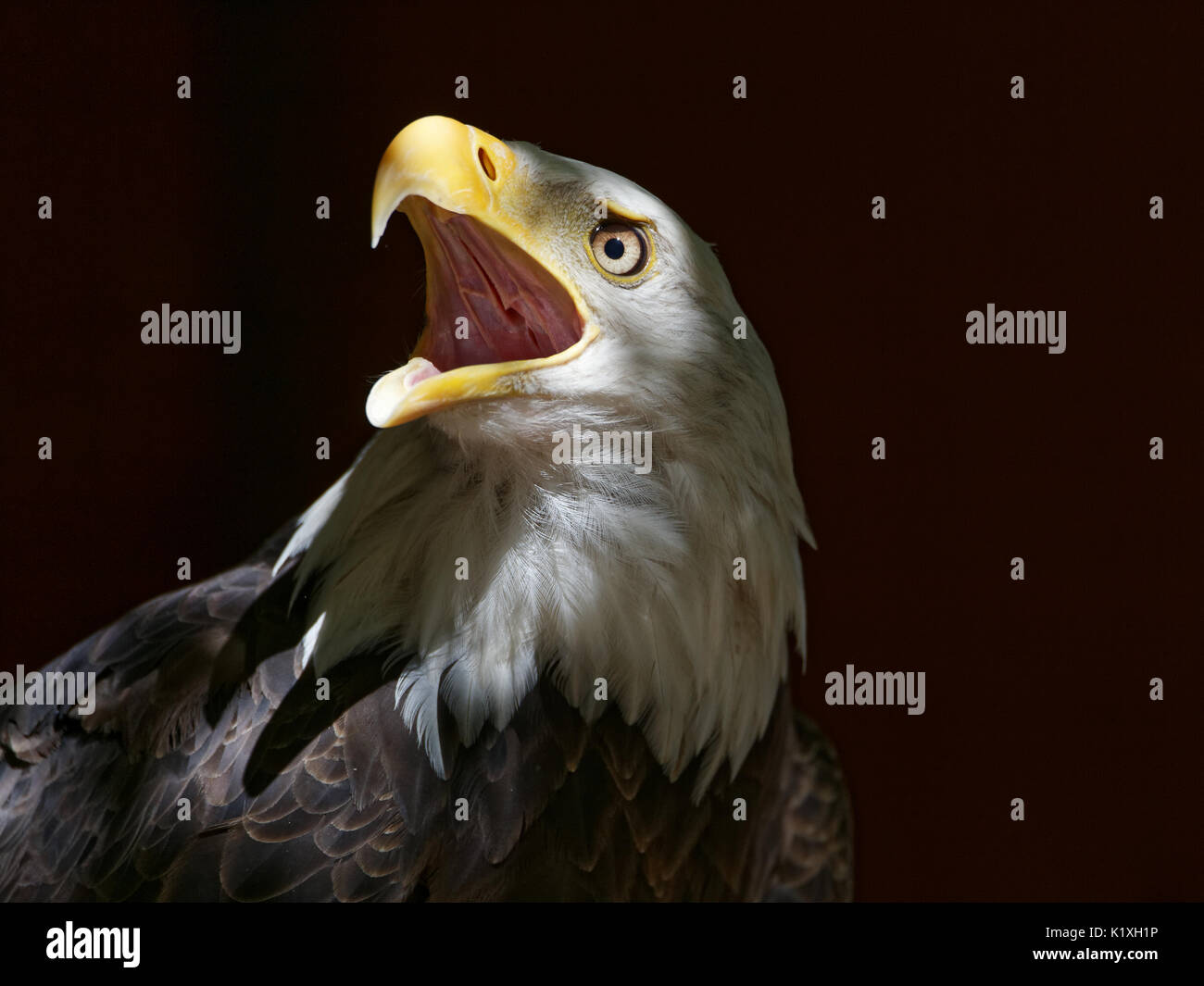 Bald Eagle , Raptor, Bird of Prey, Wildlife Photography Stock Photo - Alamy
