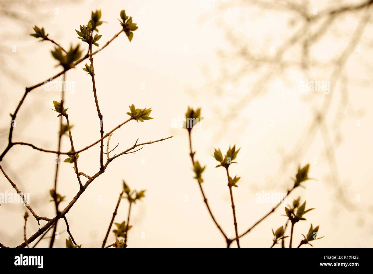 Budding branches against a warm sky. Stock Photo