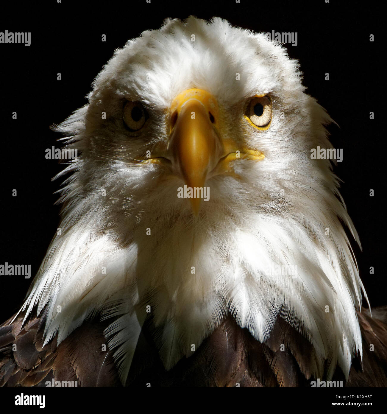 Bald Eagle , Raptor, Bird of Prey, Wildlife Photography Stock Photo - Alamy