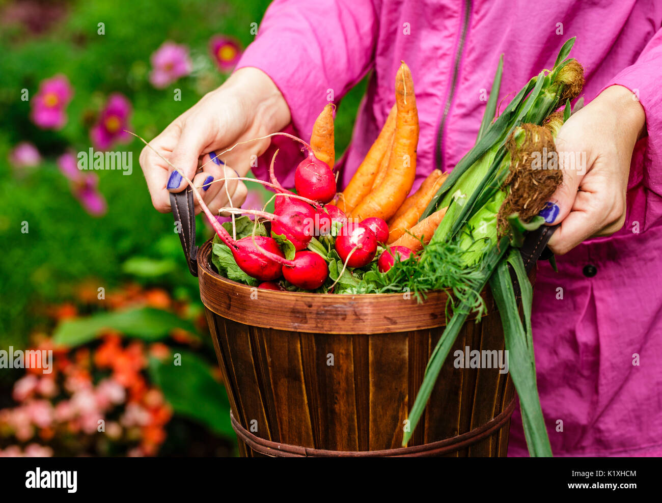 A women in a rain coat holding a brown basket full of freshly picked vegetables.  Fresh carrots, radishes, and corn on the cob are in the basket.  Col Stock Photo