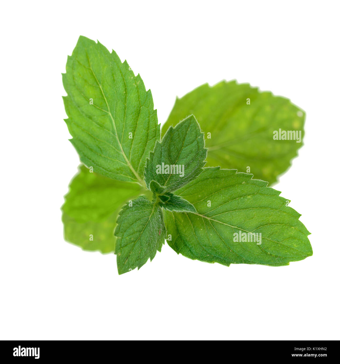 Breath mint hires stock photography and images Alamy