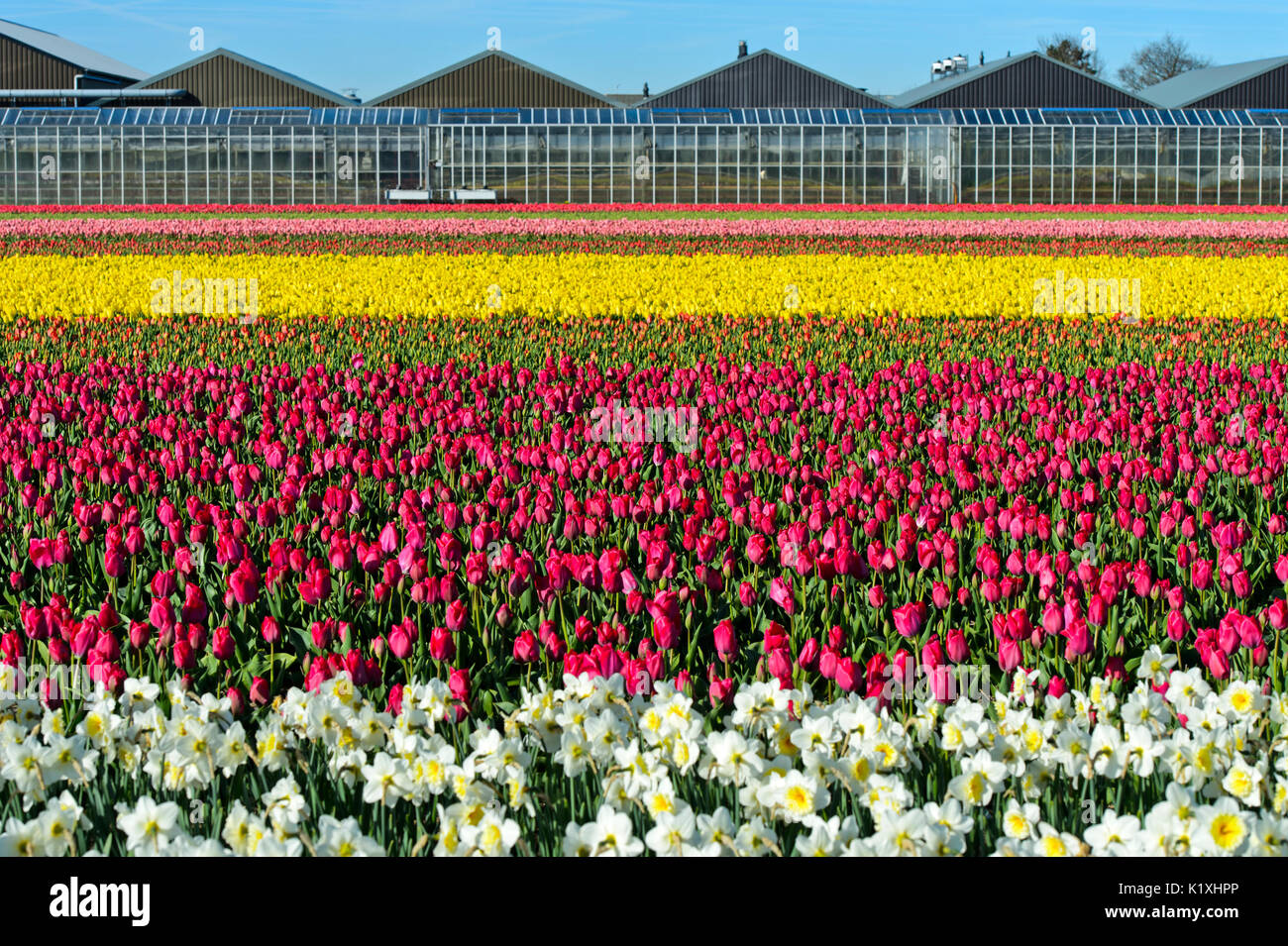 Cultivation of daffodils and tulips for the production of flower bulbs in the Bollenstreek area, plant nursery behind, Noordwijkerhout, Netherlands Stock Photo