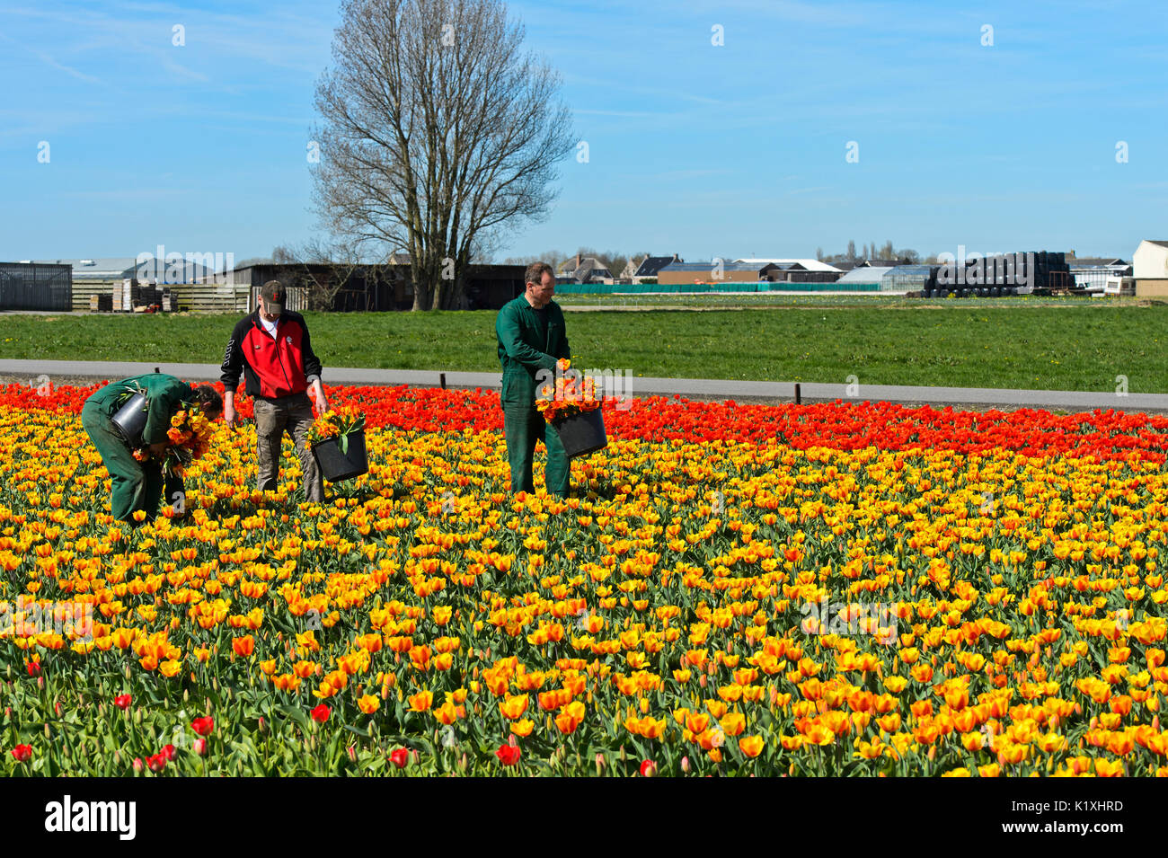 Workers on a field of tulips selecting alien plants to ensure the purity of the tulip plant stock, Voorhout, Bollenstreek region, Netherlands Stock Photo