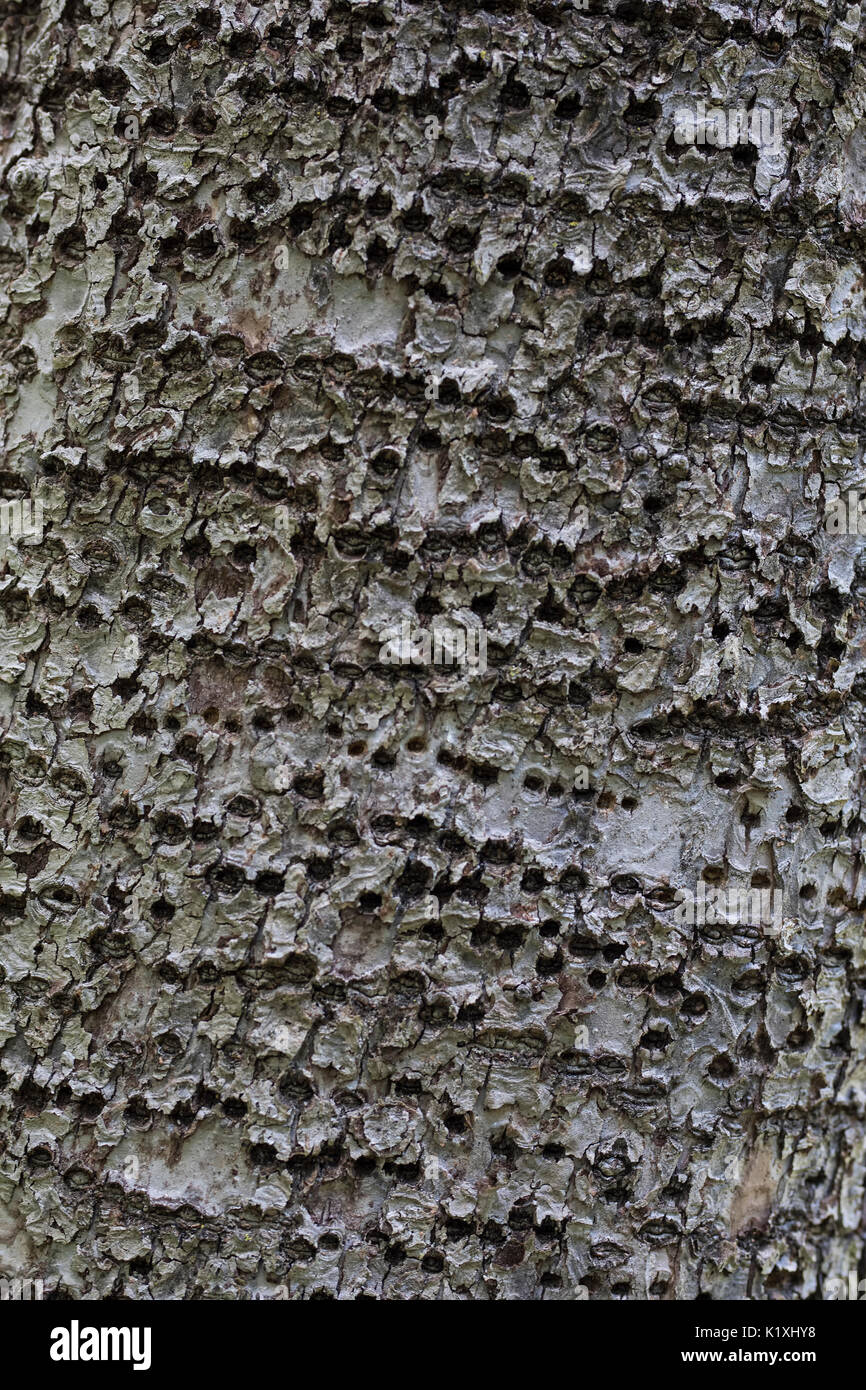 Bark of apple tree with rings of holes made by woodpeckers. Stock Photo