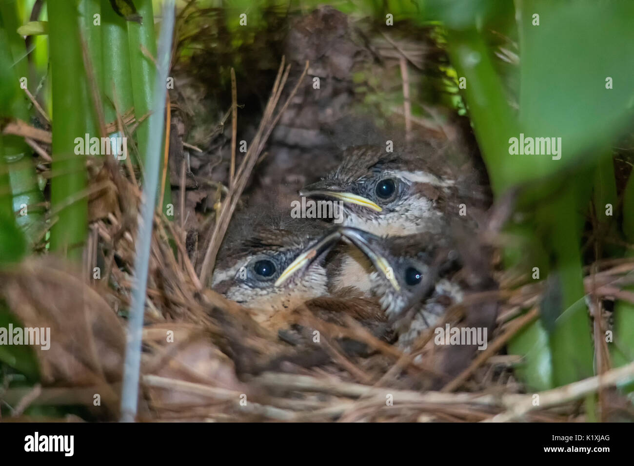 Carolina wren baby birds waiting for food in a flower pot nest Stock